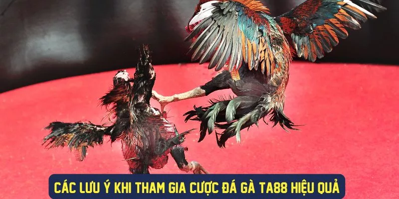 Các lưu ý khi tham gia cược gà tại đây